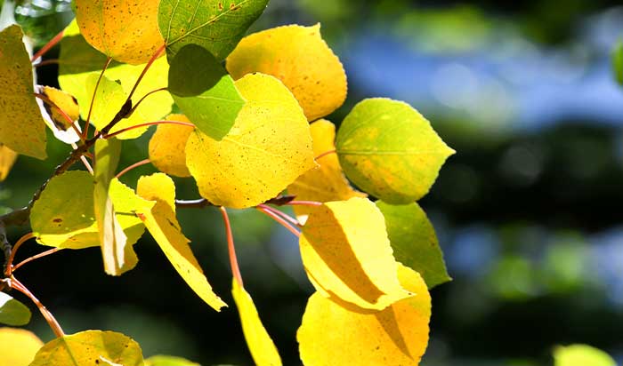 colorado tree care