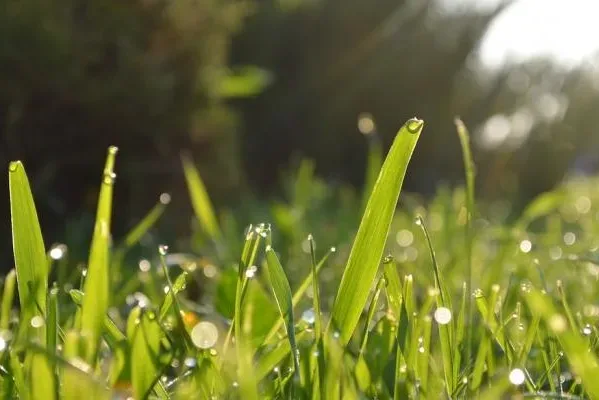 Basic Guide to Lawn Fertilizers