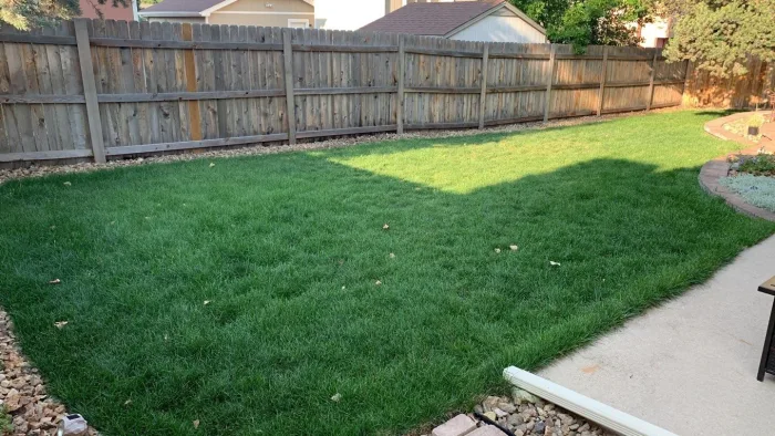 lush green colorado lawn, colorado lawn care