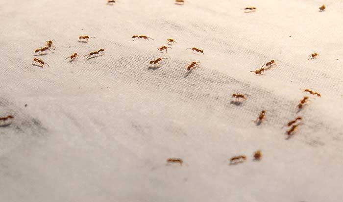 fire ant control, lawn pest control colorado