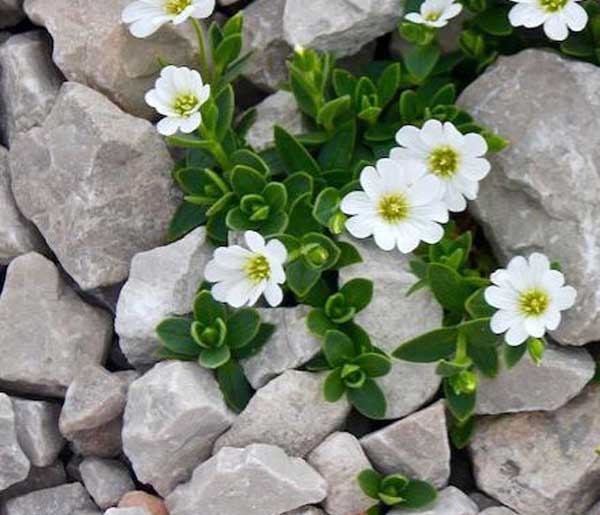 rock bed weed control colorado springs