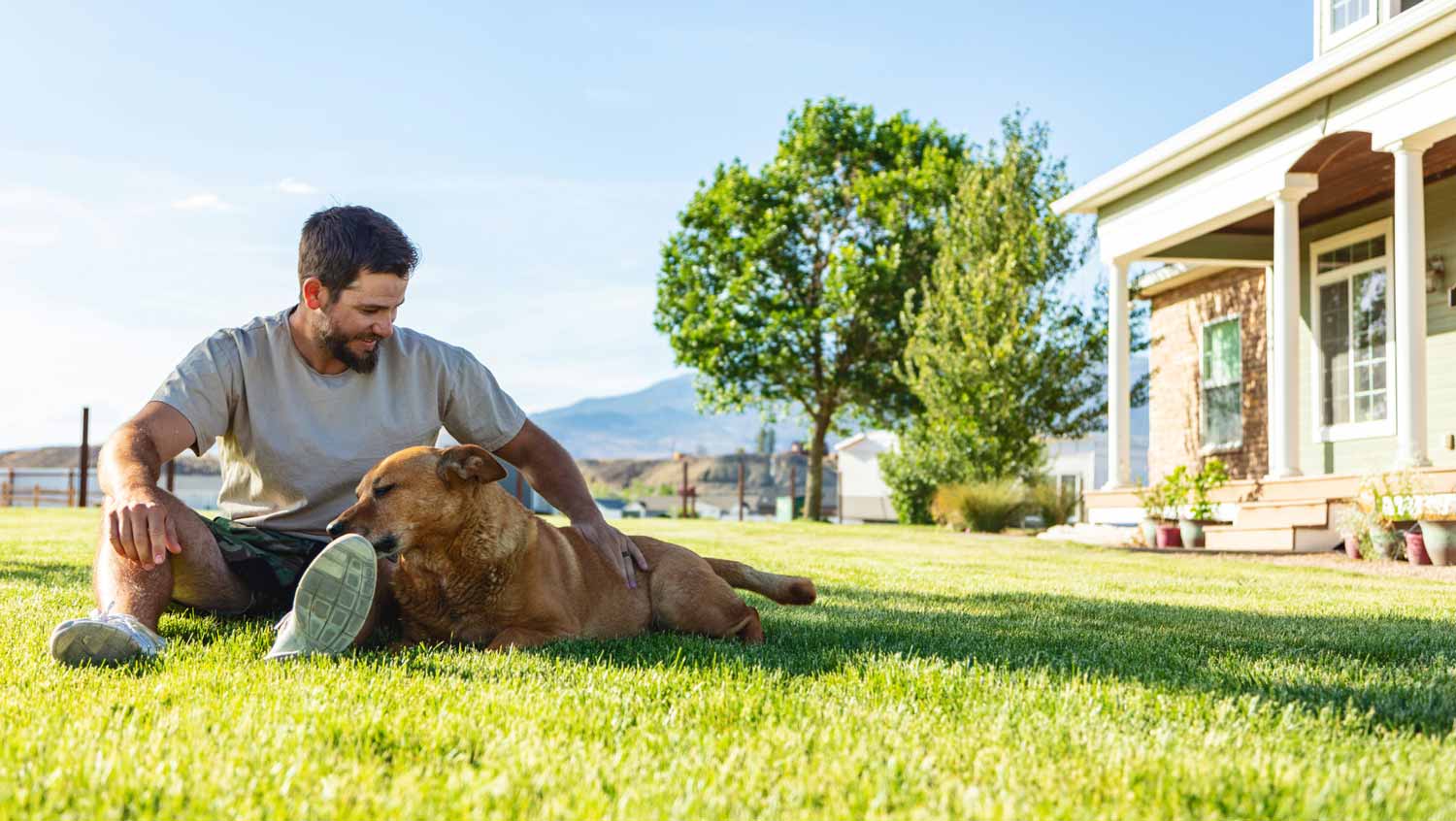 green colorado lawn with dog, lawn care service colorado
