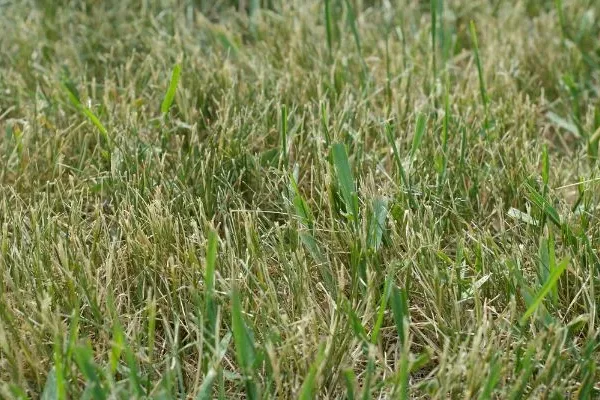 dry lawn, lawn drought stress, colorado lawn care