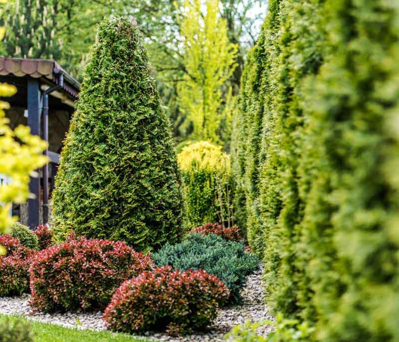 colorado tree and shrub care