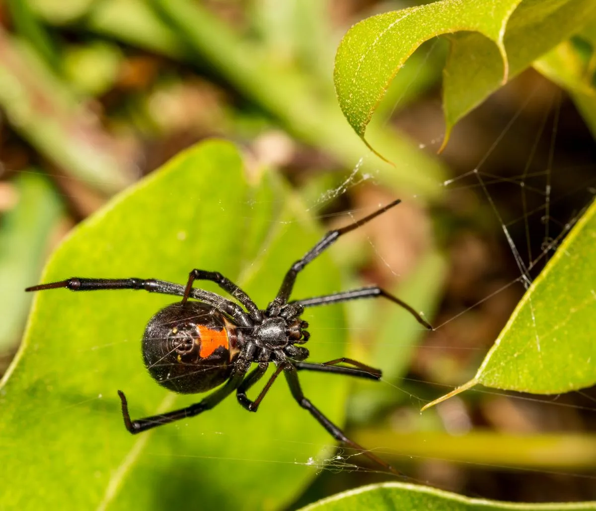 image of black spider, perimeter pest control in colorado springs, integrated lawn care