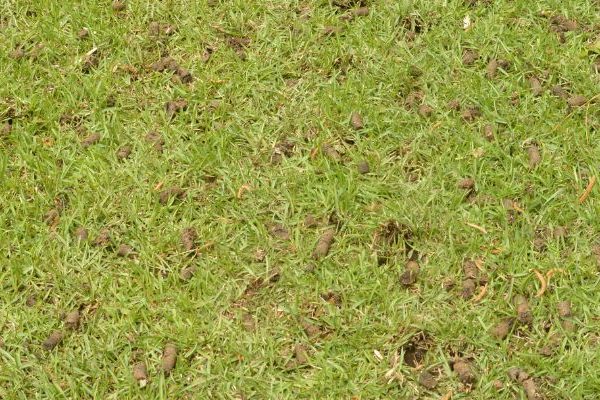 fall lawn aeration in colorado, core aeration, integrated lawn care