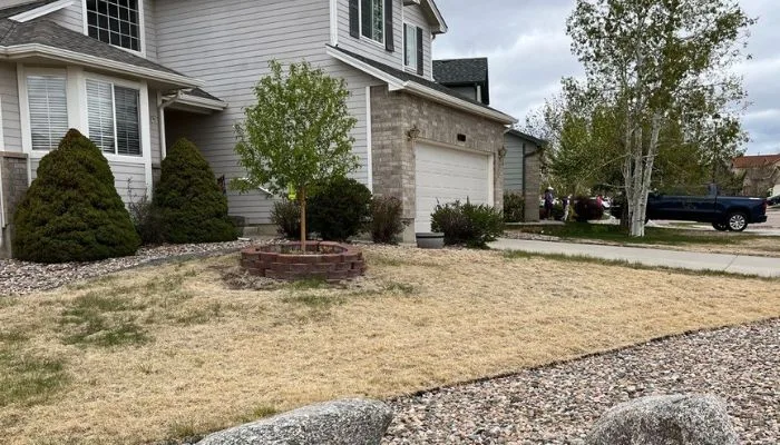 lawn mite damage in colorado
