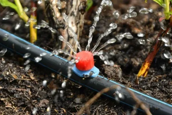 tree watering, tree irrigation