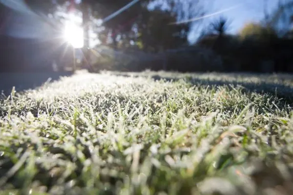 frost on grass blades, winter lawn in colorado