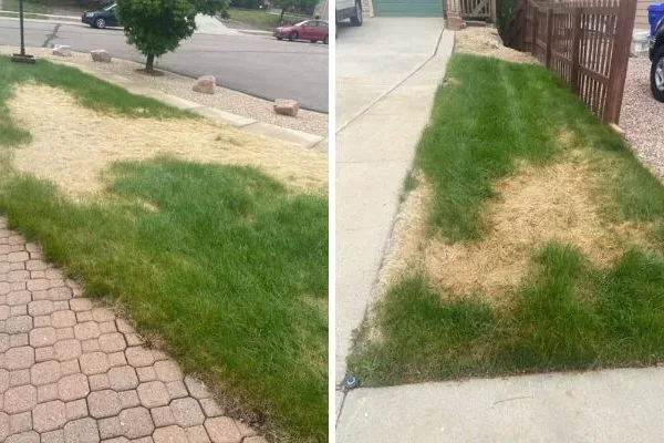 discolored, straw-colored patches of grass in colorado lawn from spider mite damage