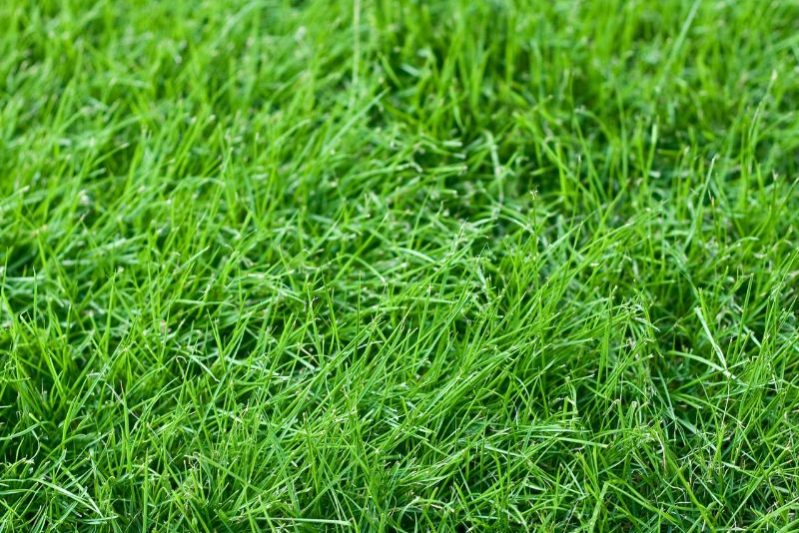 close up of fescue, a type of grass in colorado lawns