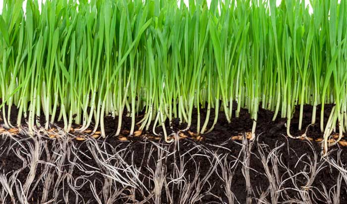 aeration-title lawn aeration in Prosper, Plano, McKinney