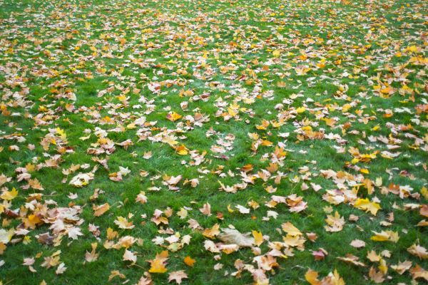 fall leaves on lawn, fall lawn care, leaf cleanup