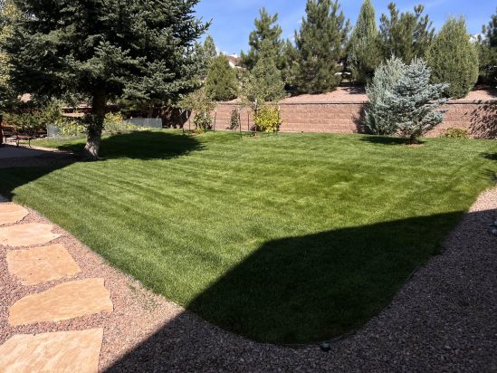 colorado lawn, tree and shrub care